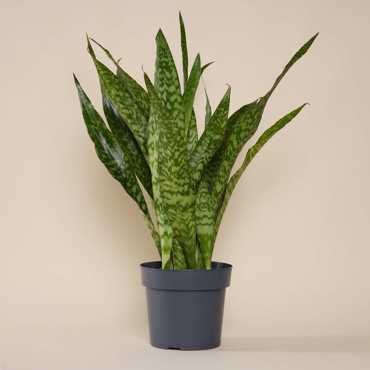 Bogenhanf (Sansevieria Jiboia) im Anzuchttopf