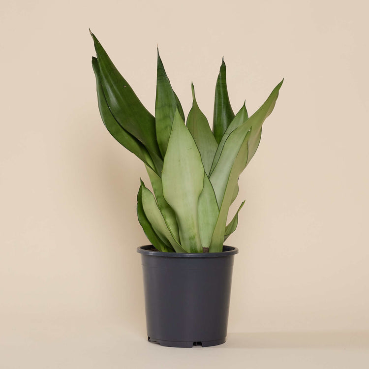 Bogenhanf (Sansevieria Moonsshine) im Anzuchttopf