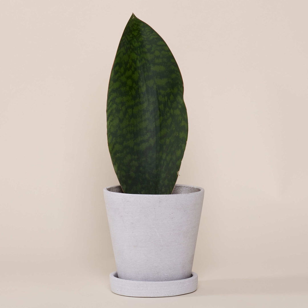 Bogenhanf (Sansevieria Victoria) fertig eingetopft mit Schweizer Bio Erde im HAY Designer Topf