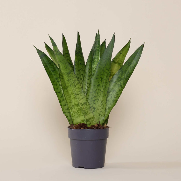 Bogenhanf (Sansevieria Zeylancia Fan) im Anzuchttopf