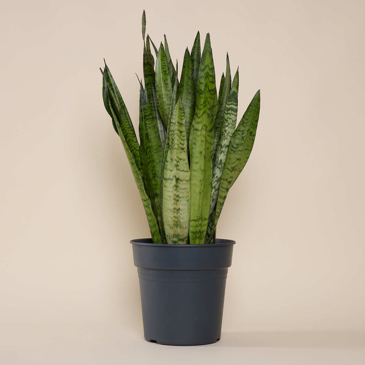 Bogenhanf (Sansevieria Zeylanica) im Anzuchttopf