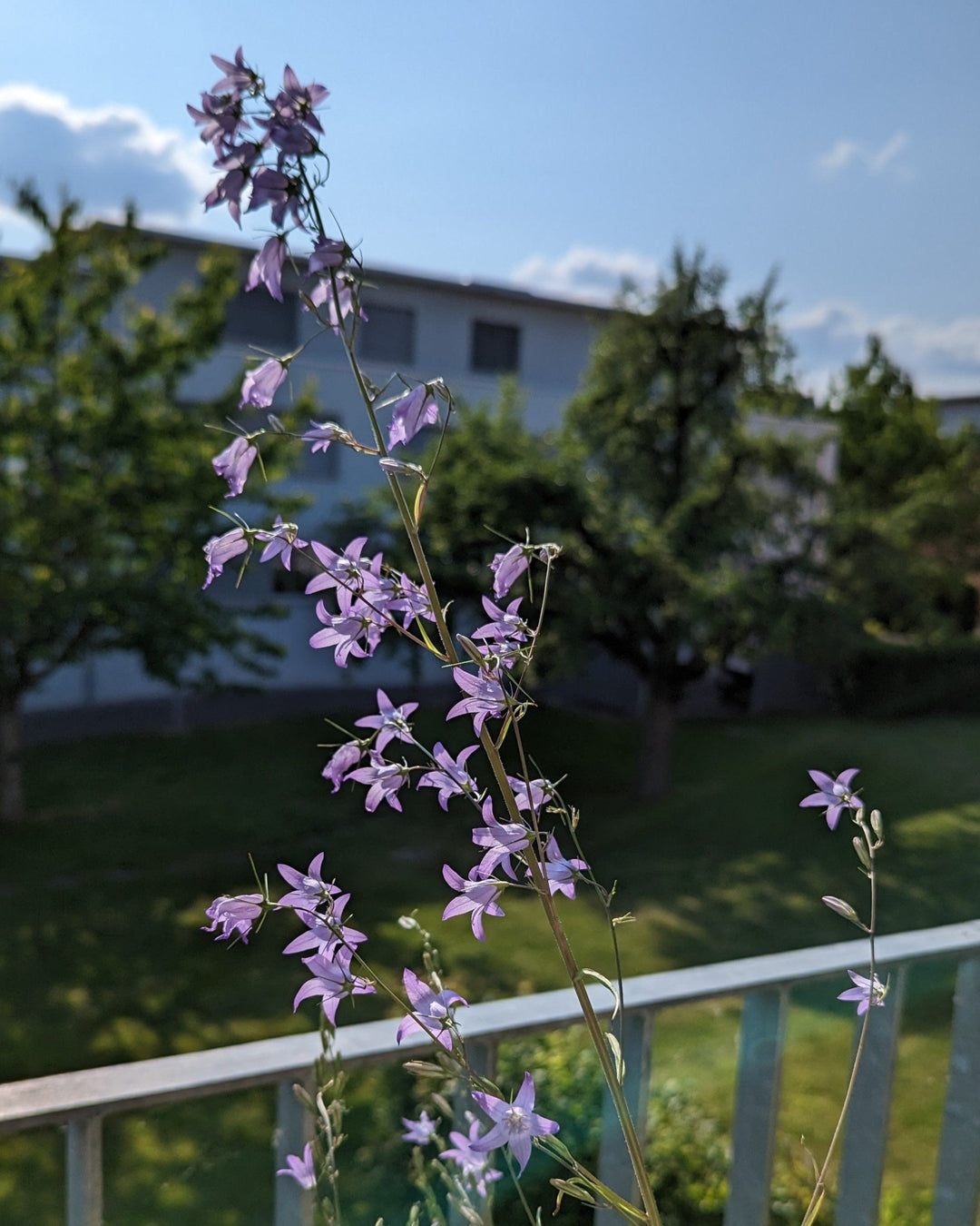 Wildblumenmischung "Spätblüher" Bio