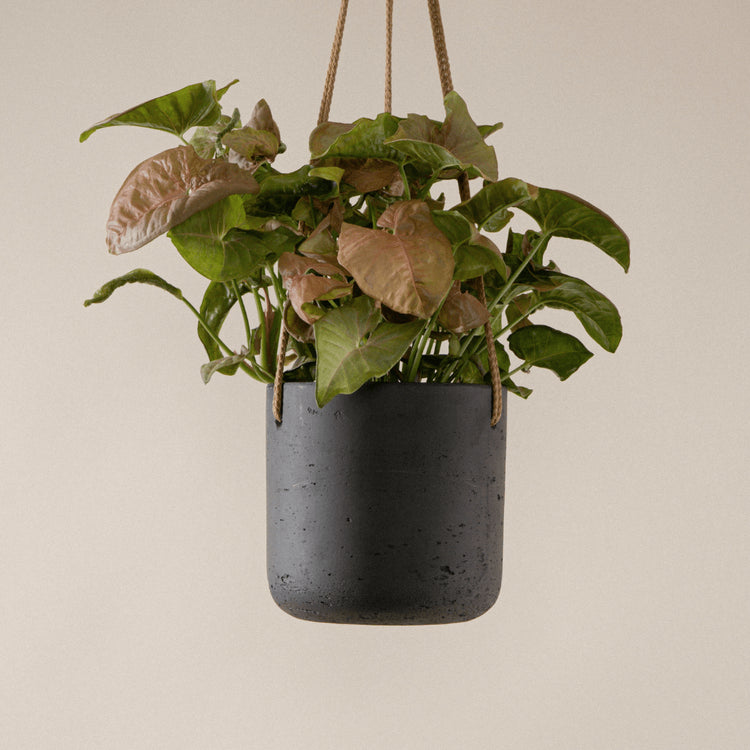 Purpurtute (Syngonium Podophyllum Red Heart) fertig eingetopft mit Schweizer Bio Erde im anthrazit Hängetopf von Pottery Pots