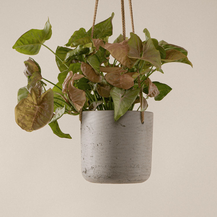 Purpurtute (Syngonium Podophyllum Red Heart) fertig eingetopft mit Schweizer Bio Erde im beigen Hängetopf von Pottery Pots