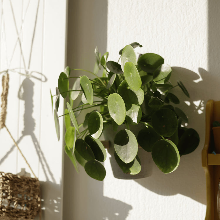 Ufopflanze (Pilea Peperomioides) eingetopft in Schweizer Bioerde im Designer HAY Topf Interior im Pflanzenhänger an der Wand