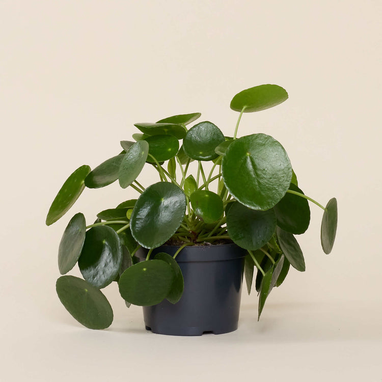 Ufopflanze (Pilea Peperomioides) im Anzuchttopf