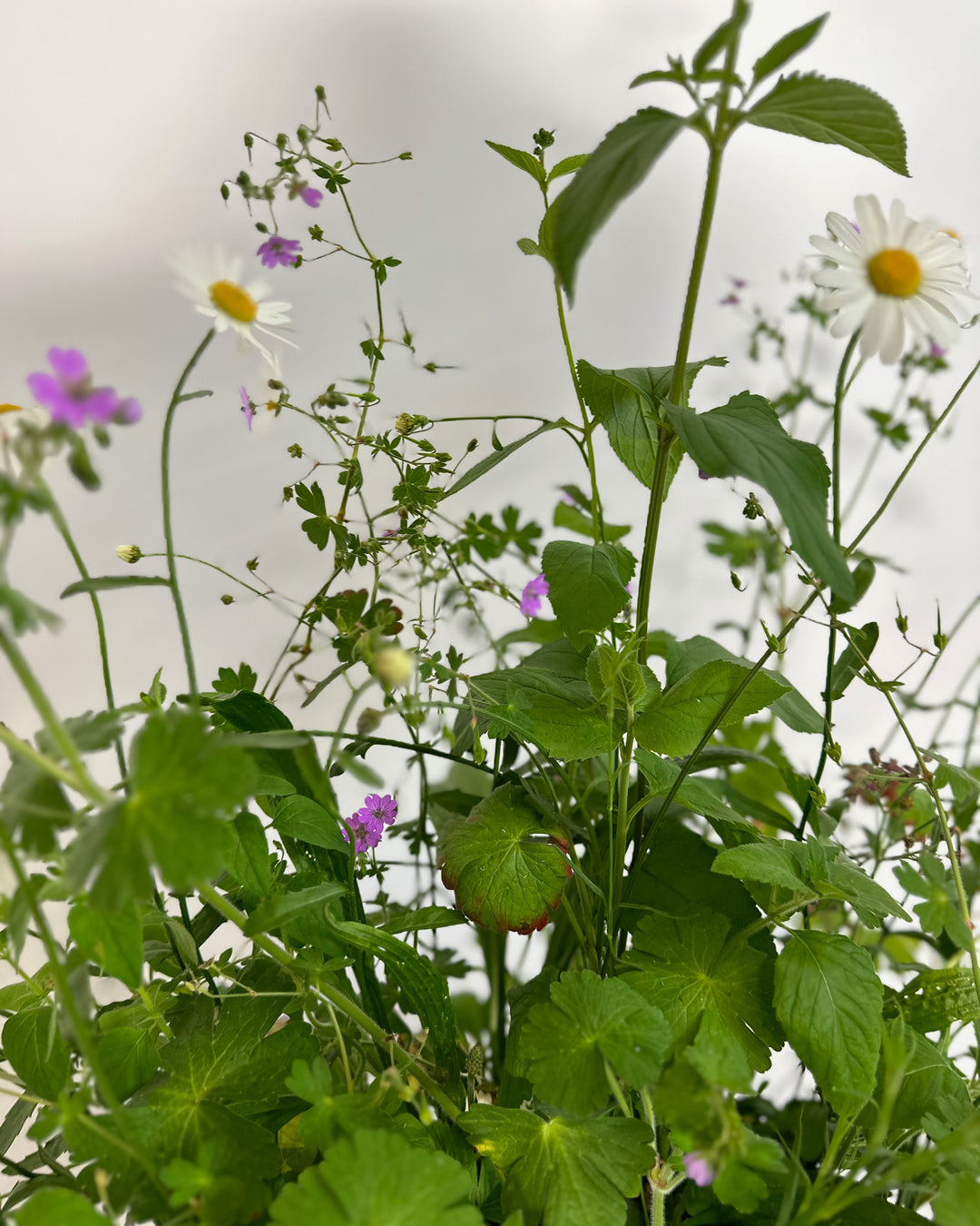 Wildblumenmischung "Halbschatten" Bio