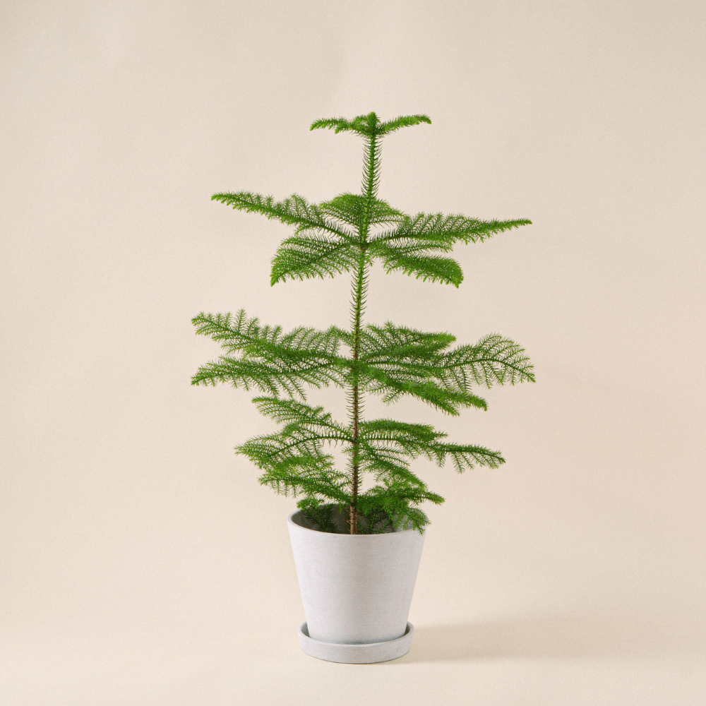 Zimmertanne
Norfolk-Araukarie (Araucaria heterophylla) fertig eingetopft im hellgrauen HAY Topf