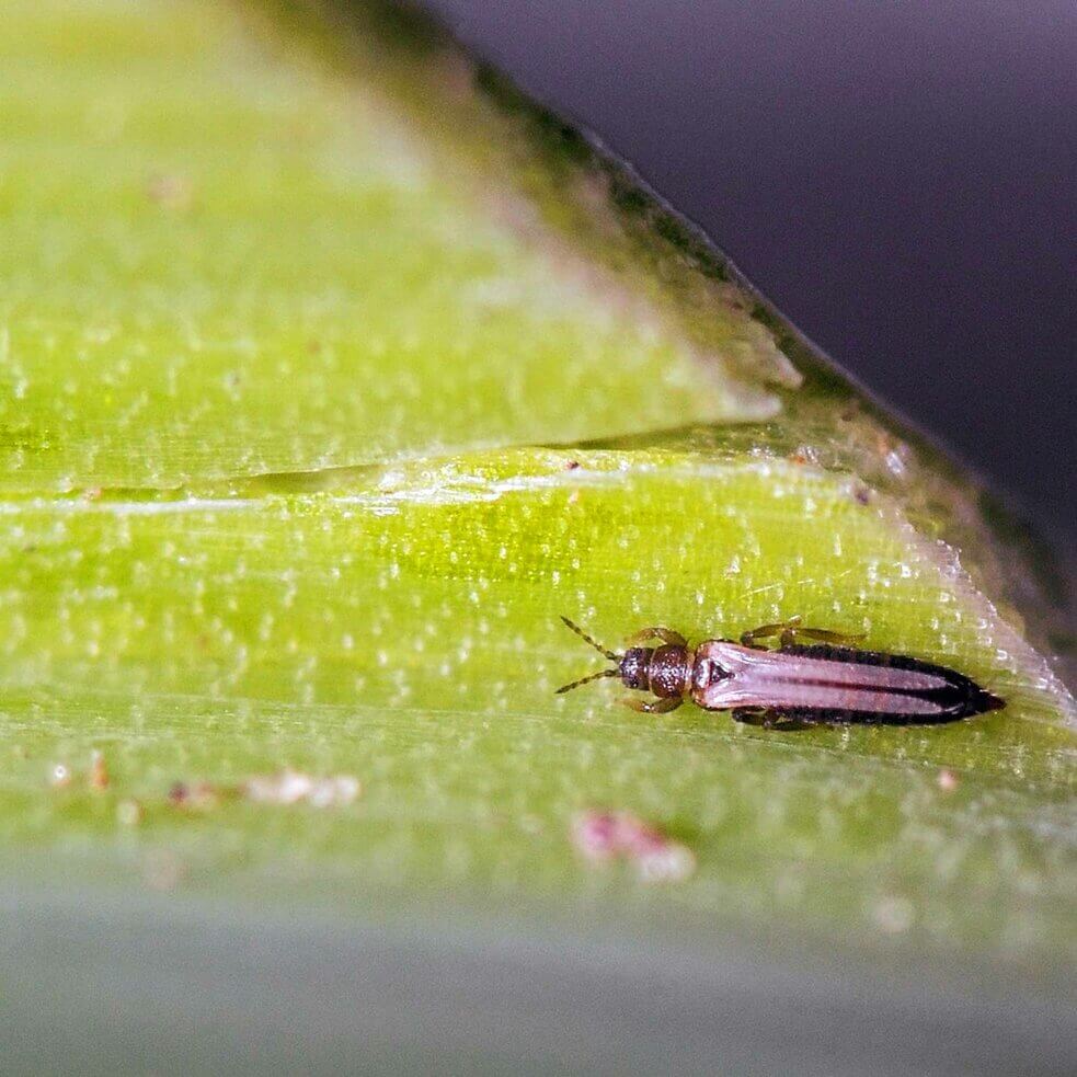 Amblyseius-Raubmilben zur Bekämpfung gegen Thripse Schädlinge von Andermatt Biogarten Biobestgroup