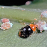 Cryptolaemus Marienkäferlarven Nützlinge gegen Wollläuse Schädlinge an Zimmerpflanzen