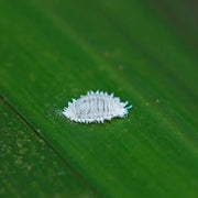 Cryptolaemus Marienkäferlarven Nützlinge gegen Wollläuse Schädlinge an Zimmerpflanzen