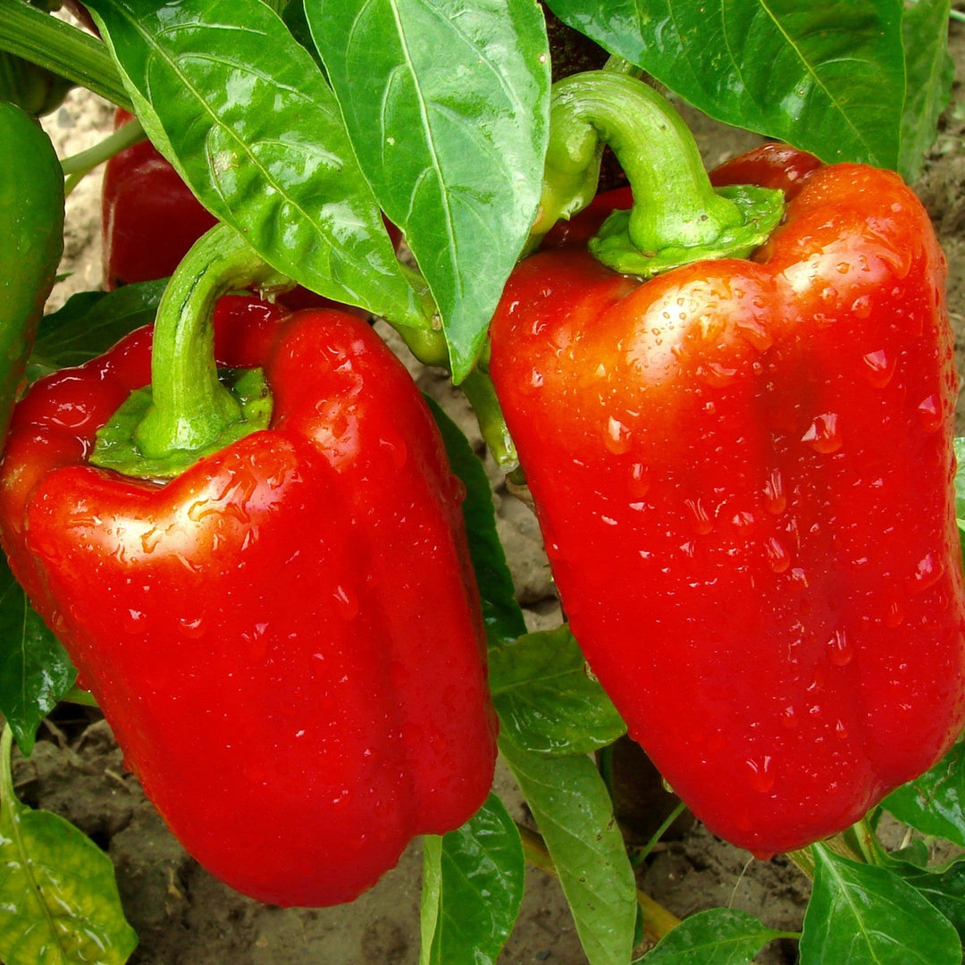 Setzling Paprika "Rubin"