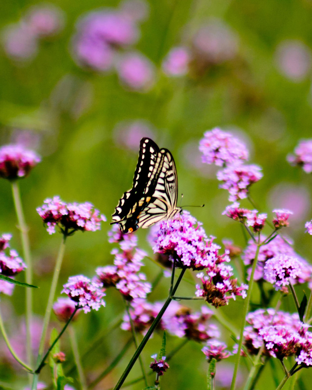 Verbene "Schmetterling"