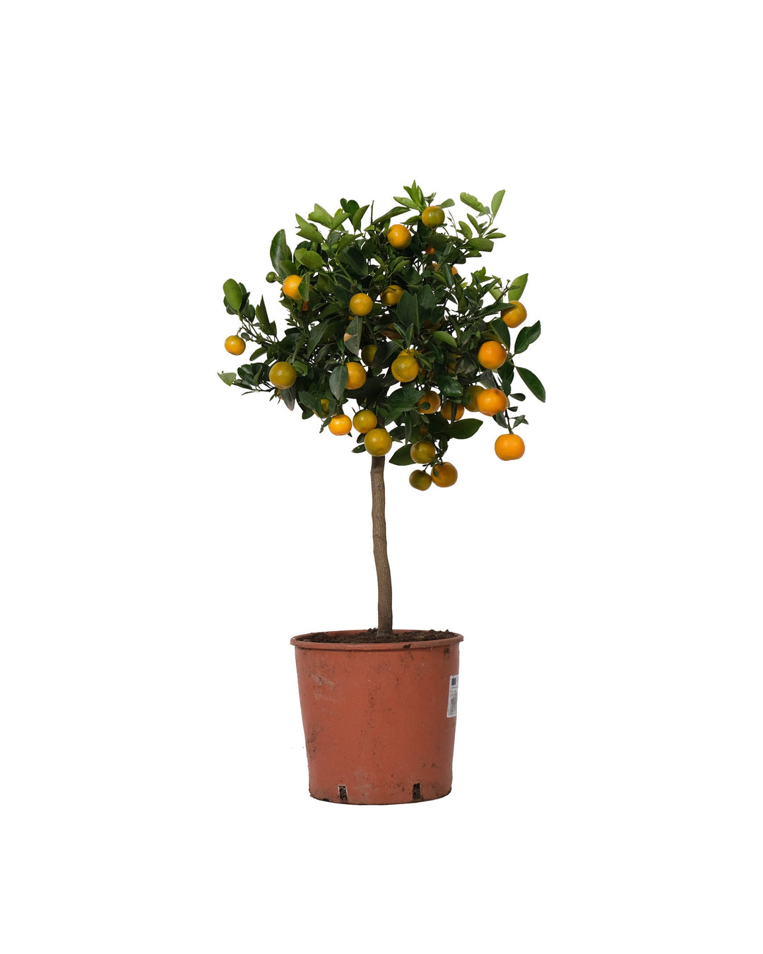 Orange "Calamondin"