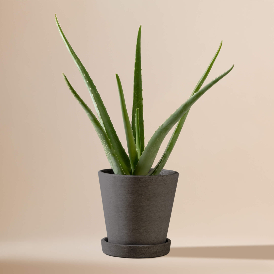 Echte Aloe Vera (Aloe Barbadensis) fertig eingetopft mit Schweizer Bio Erde im HAY Designer Topf