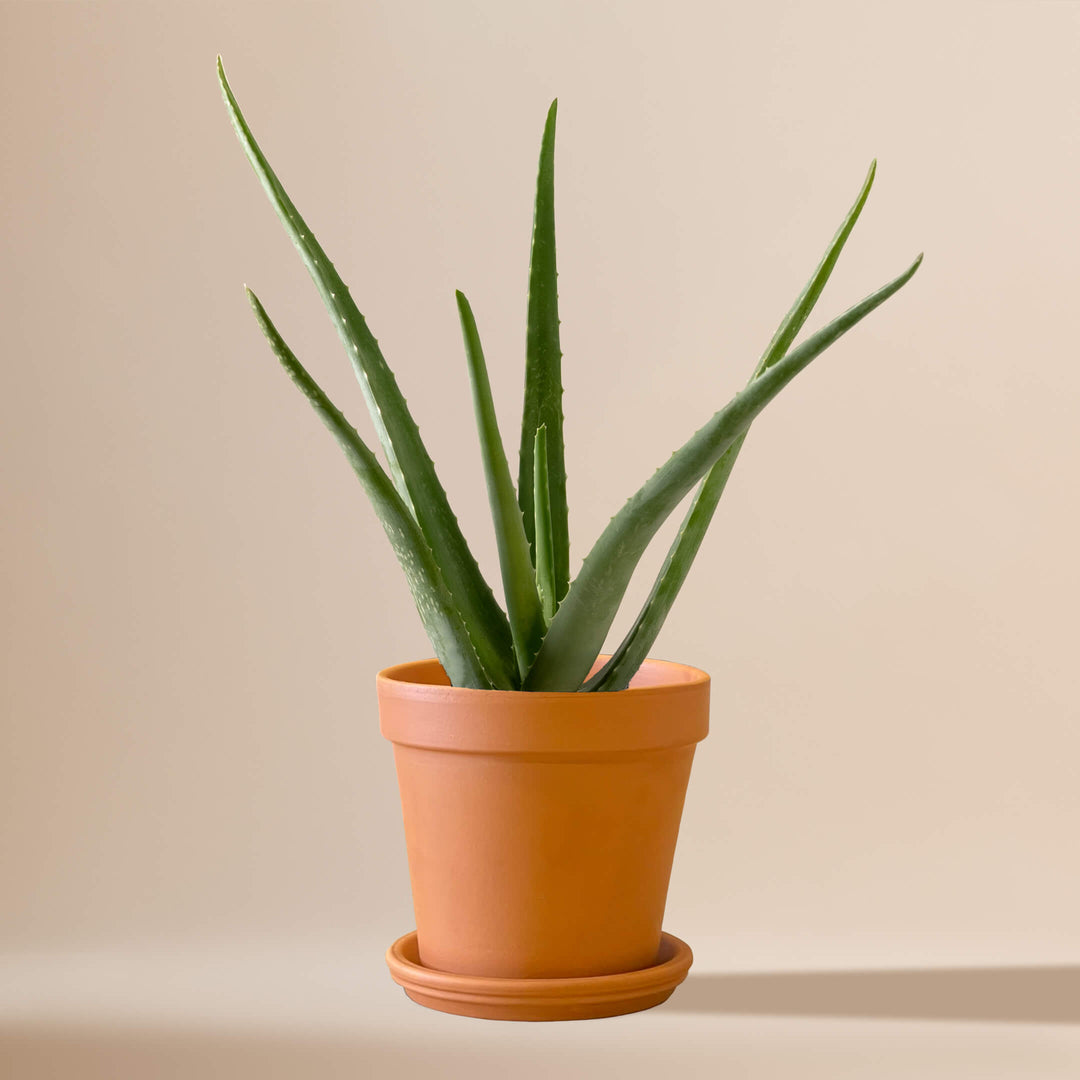 Echte Aloe Vera (Aloe Barbadensis) fertig eingetopft mit Schweizer Bio Erde im Terrakotta Topf