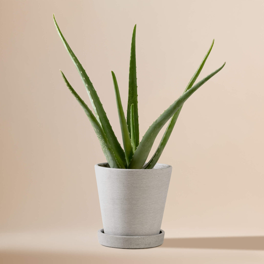Echte Aloe Vera (Aloe Barbadensis) fertig eingetopft mit Schweizer Bio Erde im HAY Designer Topf