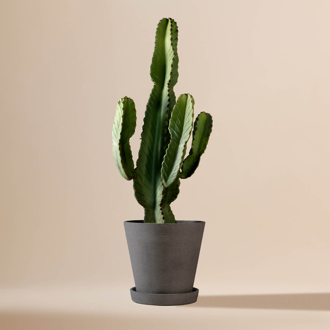 Wolfsmilch-Kaktus (Euphorbia Ingens) fertig eingetopft mit Schweizer Bio Erde im HAY Designer Topf