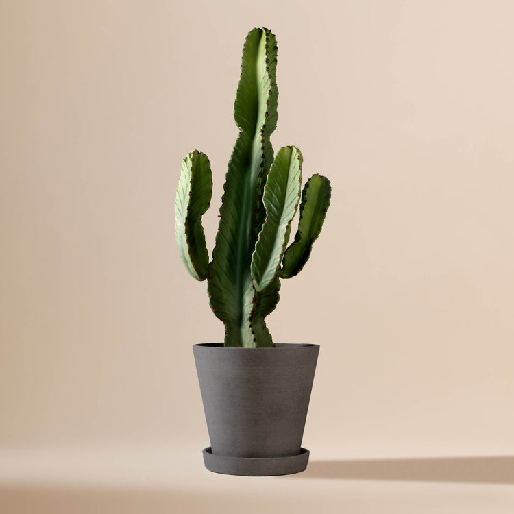 Wolfsmilch-Kaktus (Euphorbia Ingens) fertig eingetopft mit Schweizer Bio Erde im HAY Designer Topf