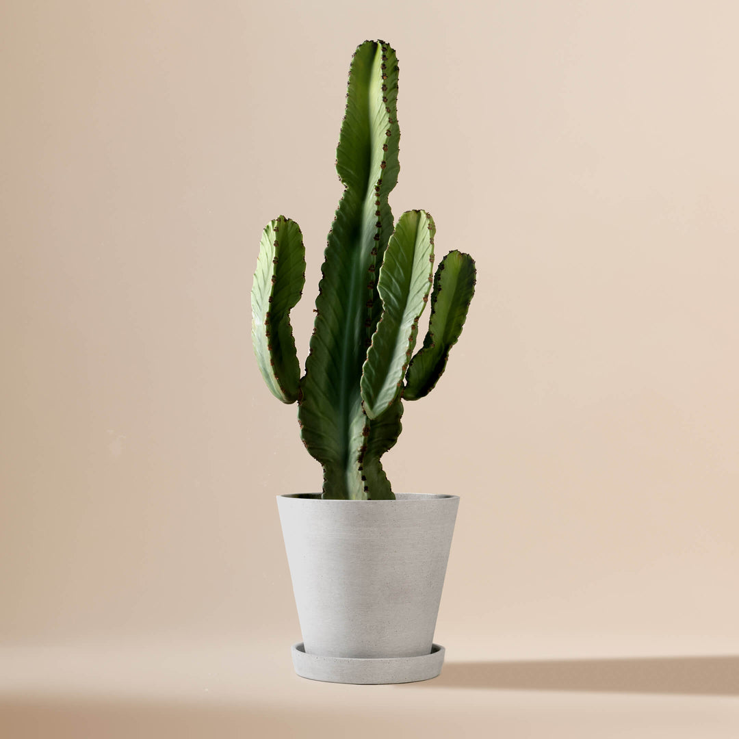 Wolfsmilch-Kaktus (Euphorbia Ingens) fertig eingetopft mit Schweizer Bio Erde im HAY Designer Topf