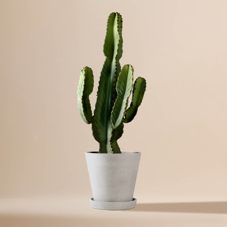 Wolfsmilch-Kaktus (Euphorbia Ingens) fertig eingetopft mit Schweizer Bio Erde im HAY Designer Topf