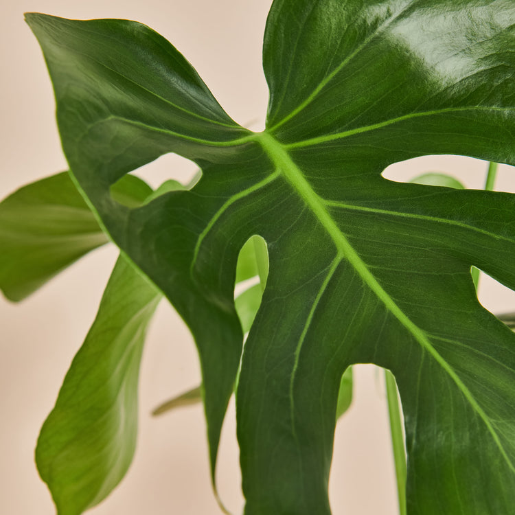 Monstera Deliciosa (köstliches Fensterblatt) Nahaufnahme im Detail