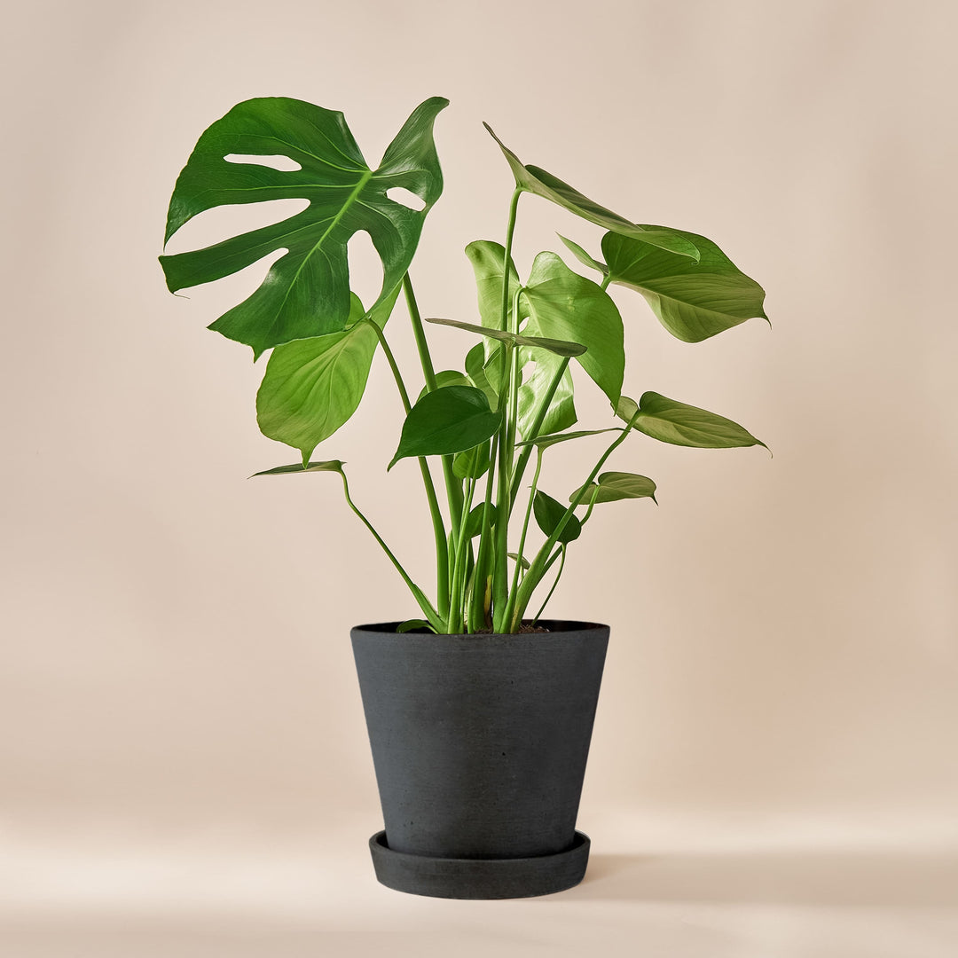 Monstera Deliciosa (köstliches Fensterblatt) fertig eingetopft mit Schweizer Bio Erde im HAY Designer Topf