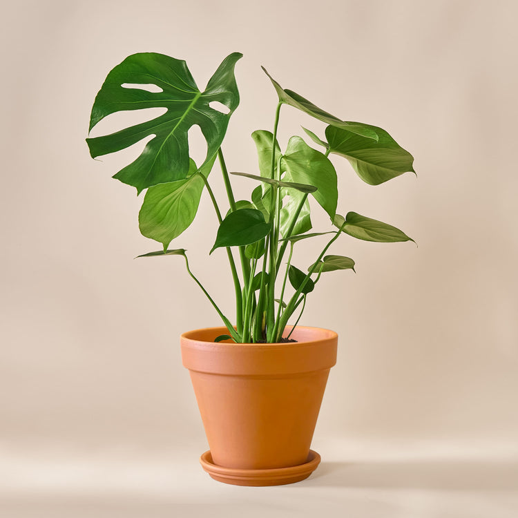 Monstera Deliciosa (köstliches Fensterblatt) fertig eingetopft mit Schweizer Bio Erde im Terrakotta Topf