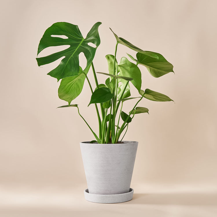 Monstera Deliciosa (köstliches Fensterblatt) fertig eingetopft mit Schweizer Bio Erde im HAY Designer Topf