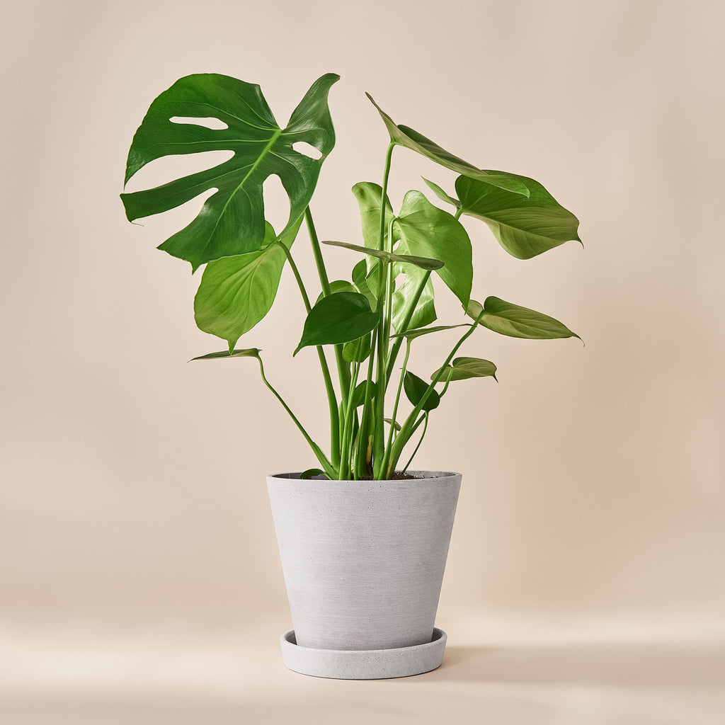 (Monstera Mary Deliciosa) and Fensterblatt kaufen - Plants