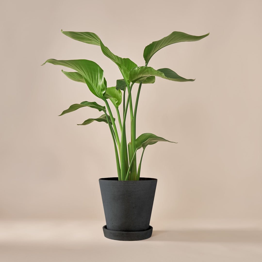 Paradiesvogelblume (Strelitzia Nicolai) fertig eingetopft mit Schweizer Bio Erde im HAY Designer Topf