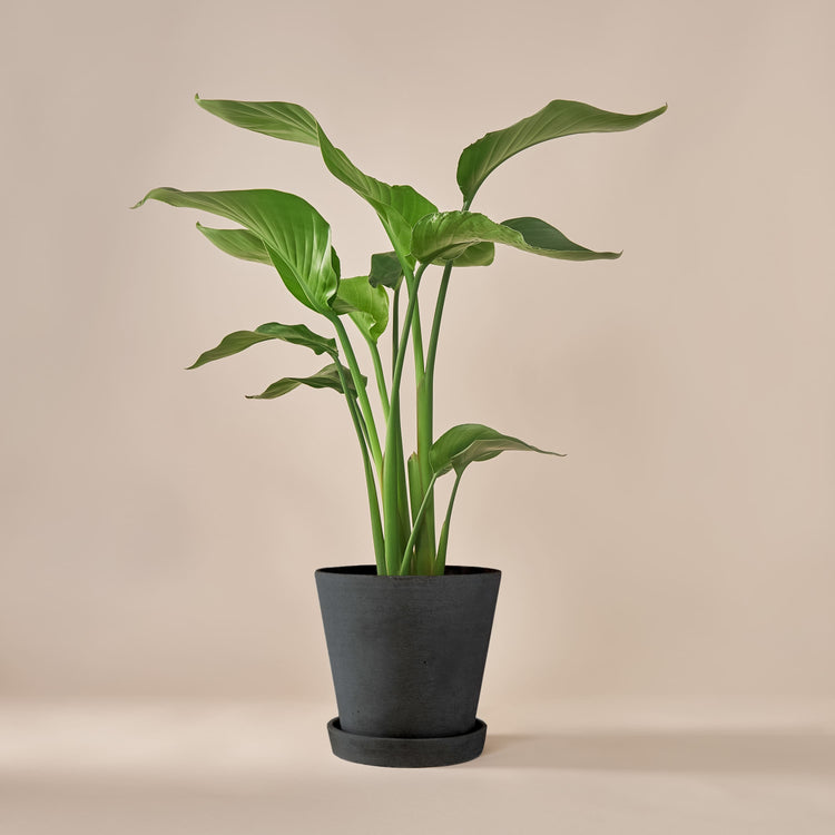 Paradiesvogelblume (Strelitzia Nicolai) fertig eingetopft mit Schweizer Bio Erde im HAY Designer Topf