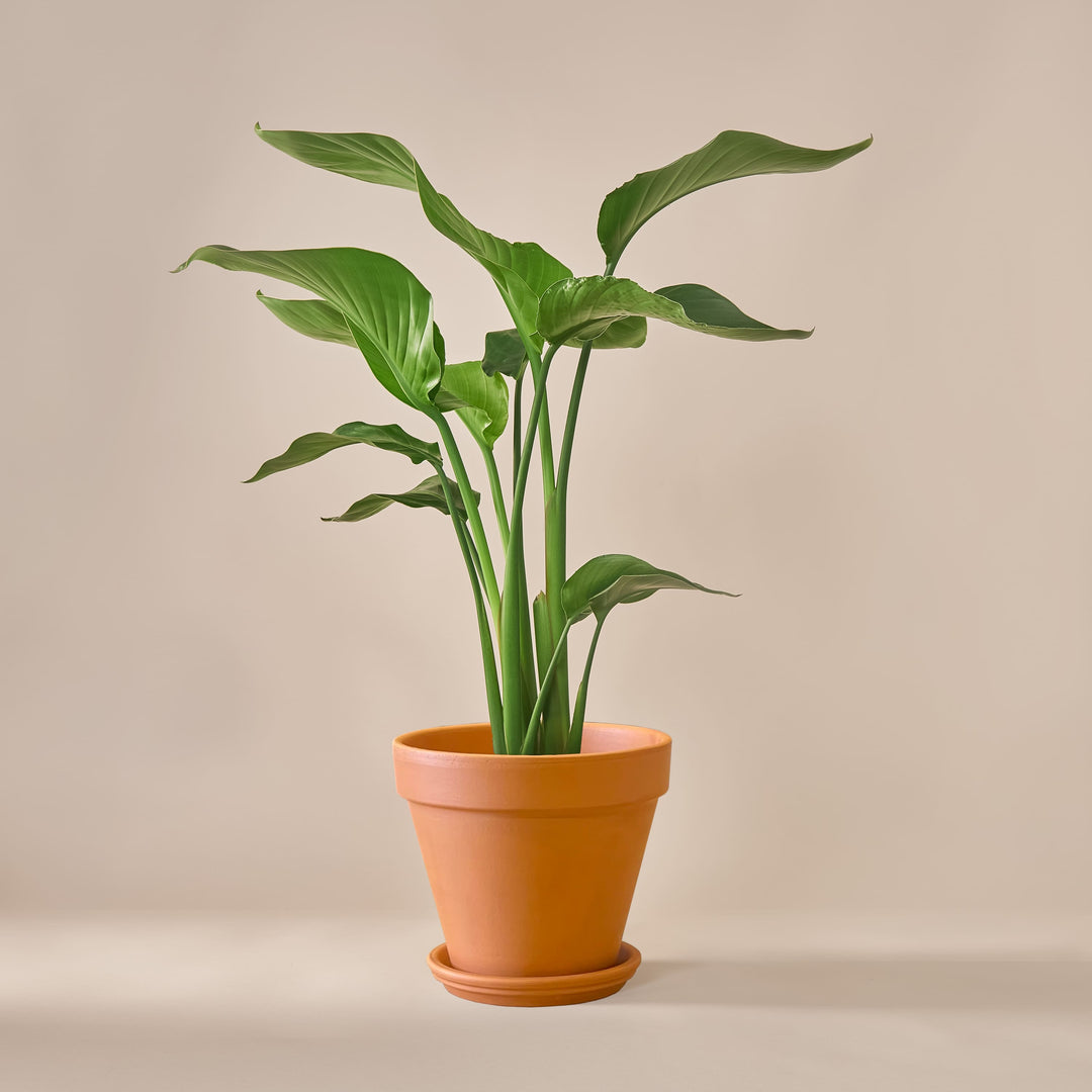 Paradiesvogelblume (Strelitzia Nicolai) fertig eingetopft mit Schweizer Bio Erde im Terrakotta Topf