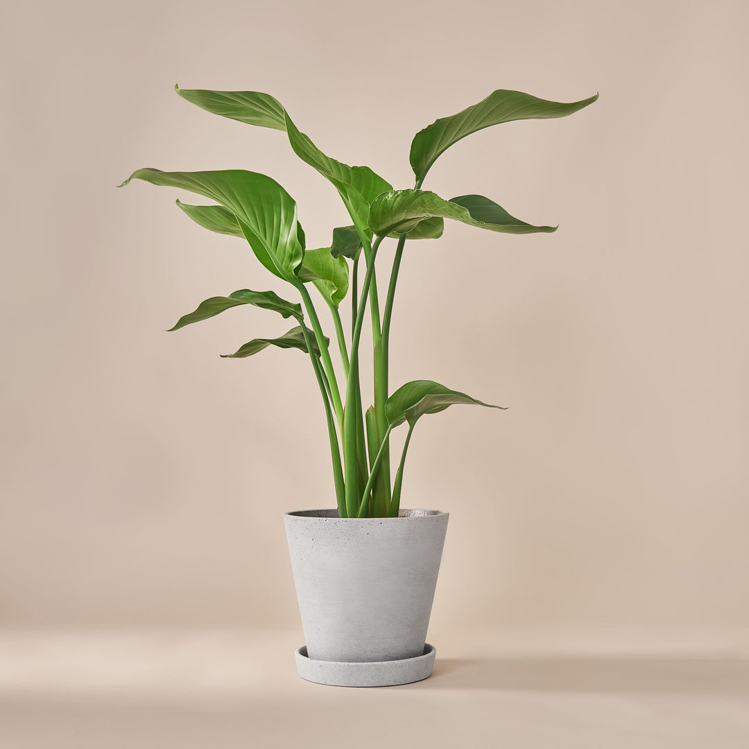 Paradiesvogelblume (Strelitzia Nicolai) fertig eingetopft mit Schweizer Bio Erde im HAY Designer Topf