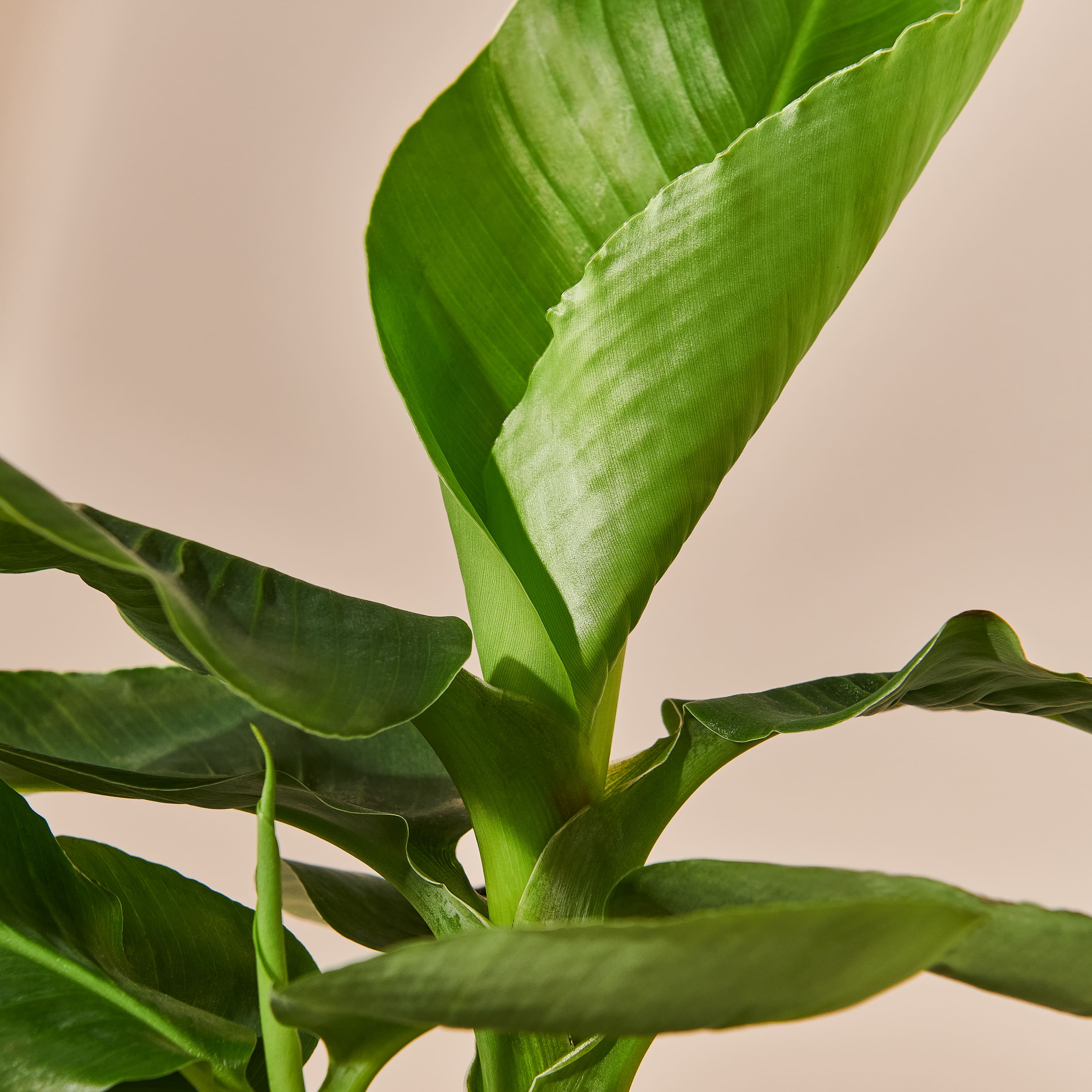 Bananenpflanze (Musa Tropicana) Nahaufnahme im Detail