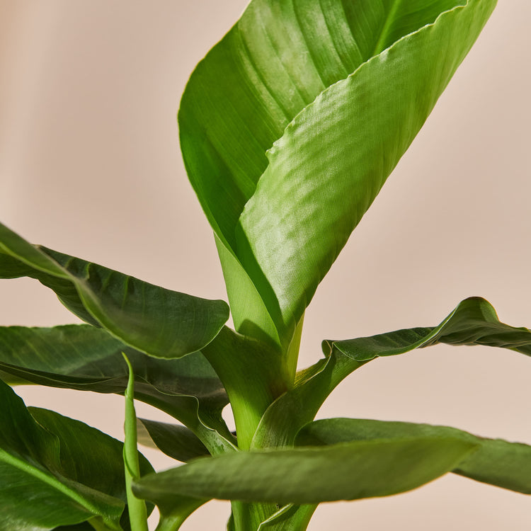 Bananenpflanze (Musa Tropicana) Nahaufnahme im Detail