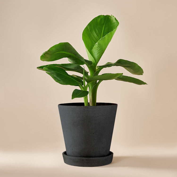 Bananenpflanze (Musa Tropicana) fertig eingetopft mit Schweizer Bio Erde im HAY Designer Topf