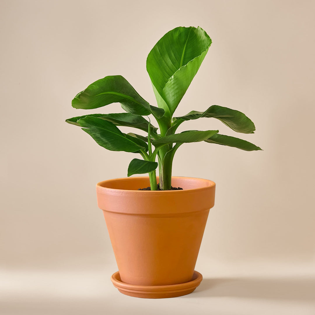 Bananenpflanze (Musa Tropicana) fertig eingetopft mit Schweizer Bio Erde im Terrakotta Topf