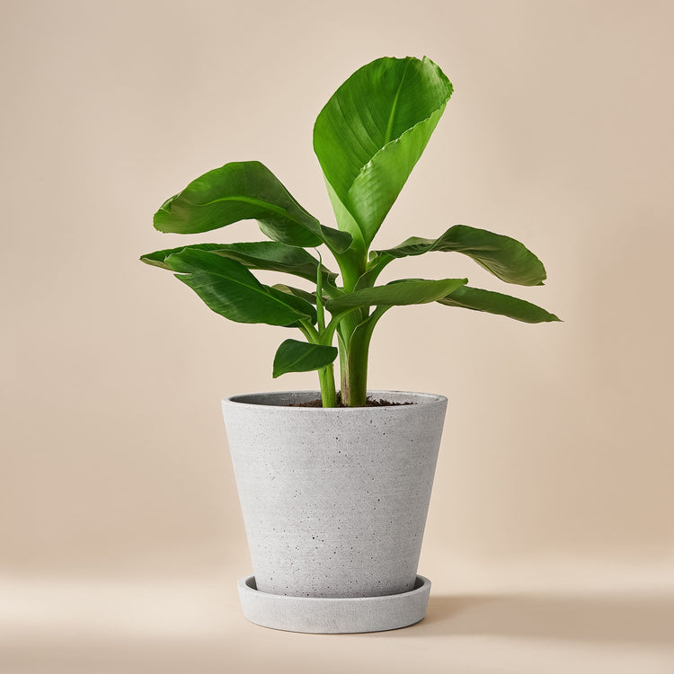 Bananenpflanze (Musa Tropicana) fertig eingetopft mit Schweizer Bio Erde im HAY Designer Topf