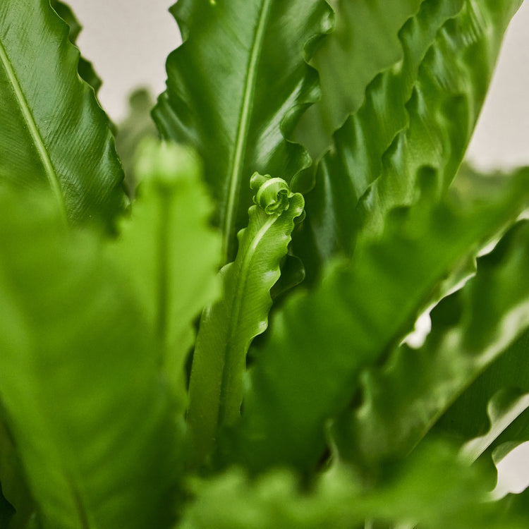 Vogelnestfarn (Asplenium Osaka) Nahaufnahme im Detail im Anzuchttopf