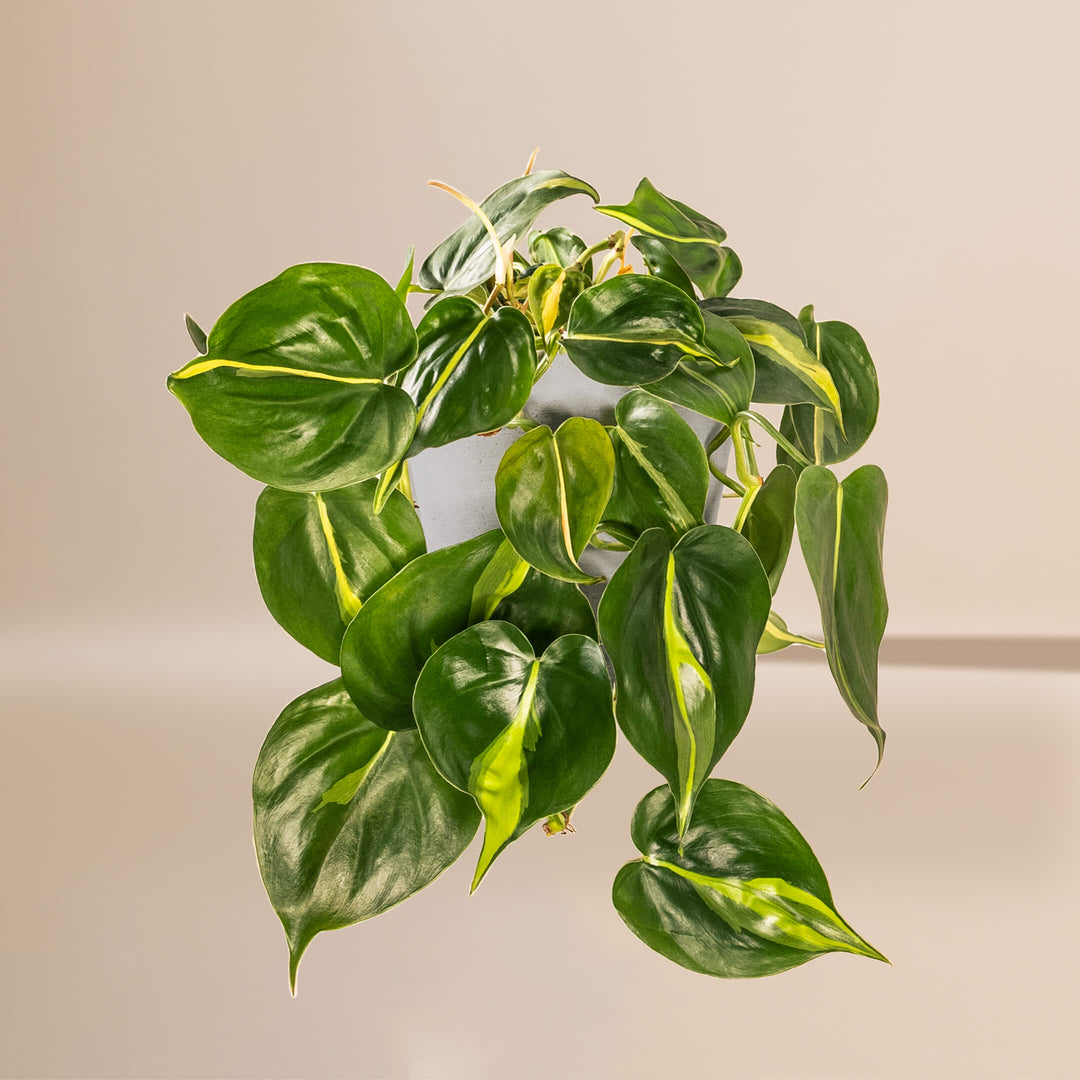 Baumfreund (Philodendron scandens Brasil) fertig eingetopft mit Schweizer Bio Erde im HAY Designer Topf