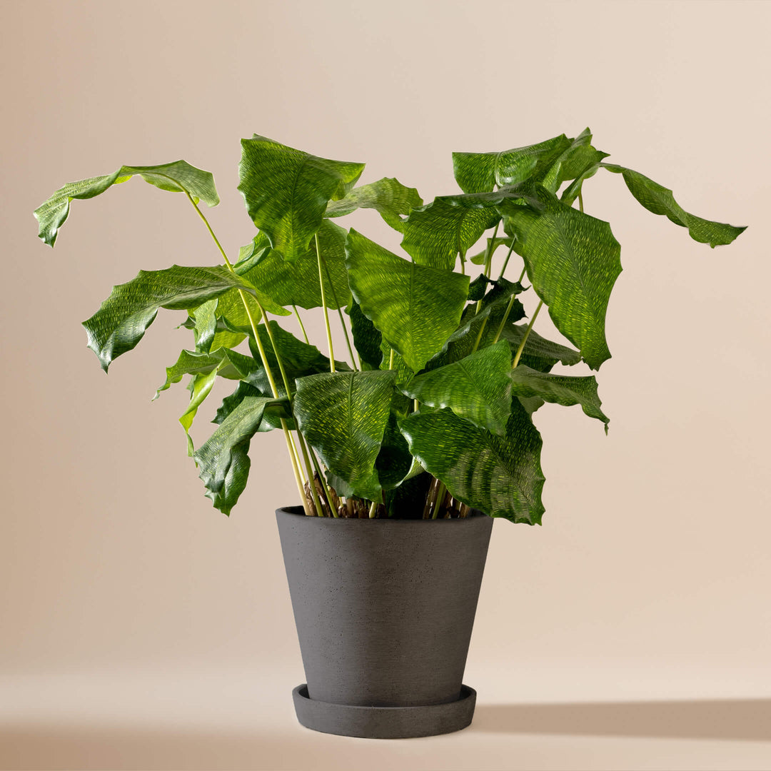 Korbmarante (Calathea Musaica Network) fertig eingetopft mit Schweizer Bio Erde im HAY Designer Topf