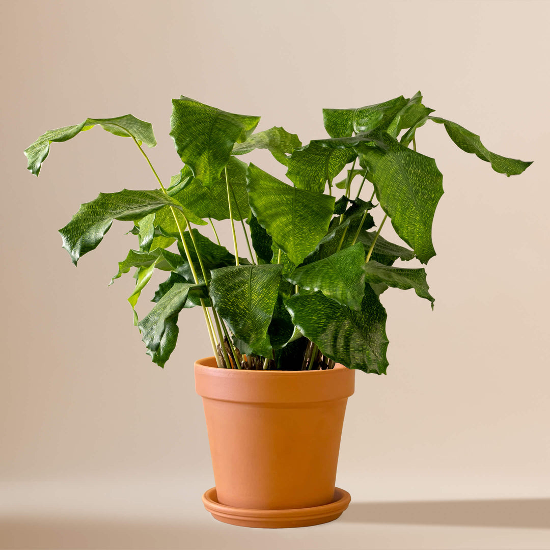 Korbmarante (Calathea Musaica Network) fertig eingetopft mit Schweizer Bio Erde im Terrakotta Topf