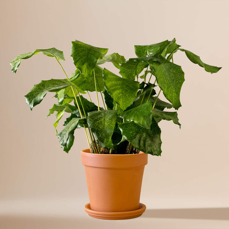 Korbmarante (Calathea Musaica Network) fertig eingetopft mit Schweizer Bio Erde im Terrakotta Topf