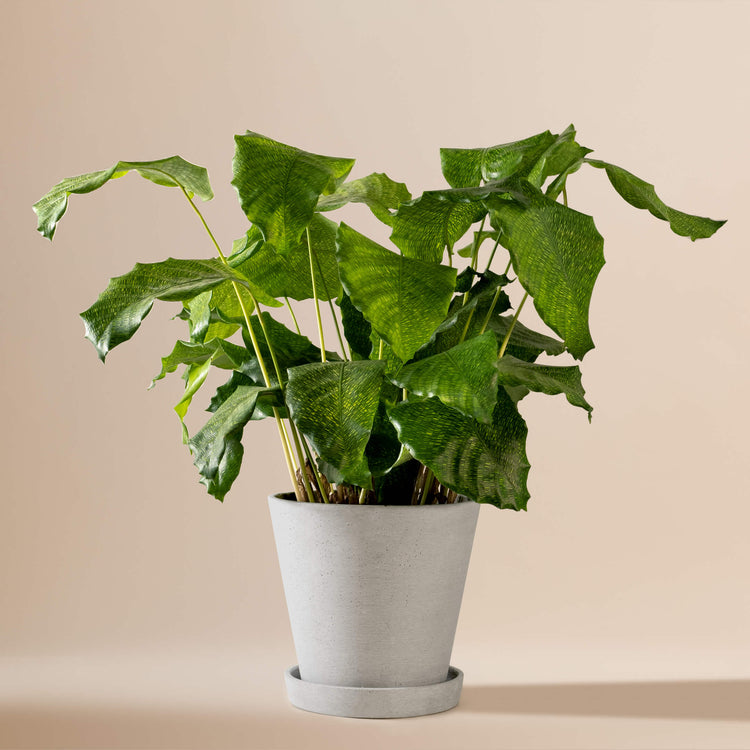 Korbmarante (Calathea Musaica Network) fertig eingetopft mit Schweizer Bio Erde im HAY Designer Topf