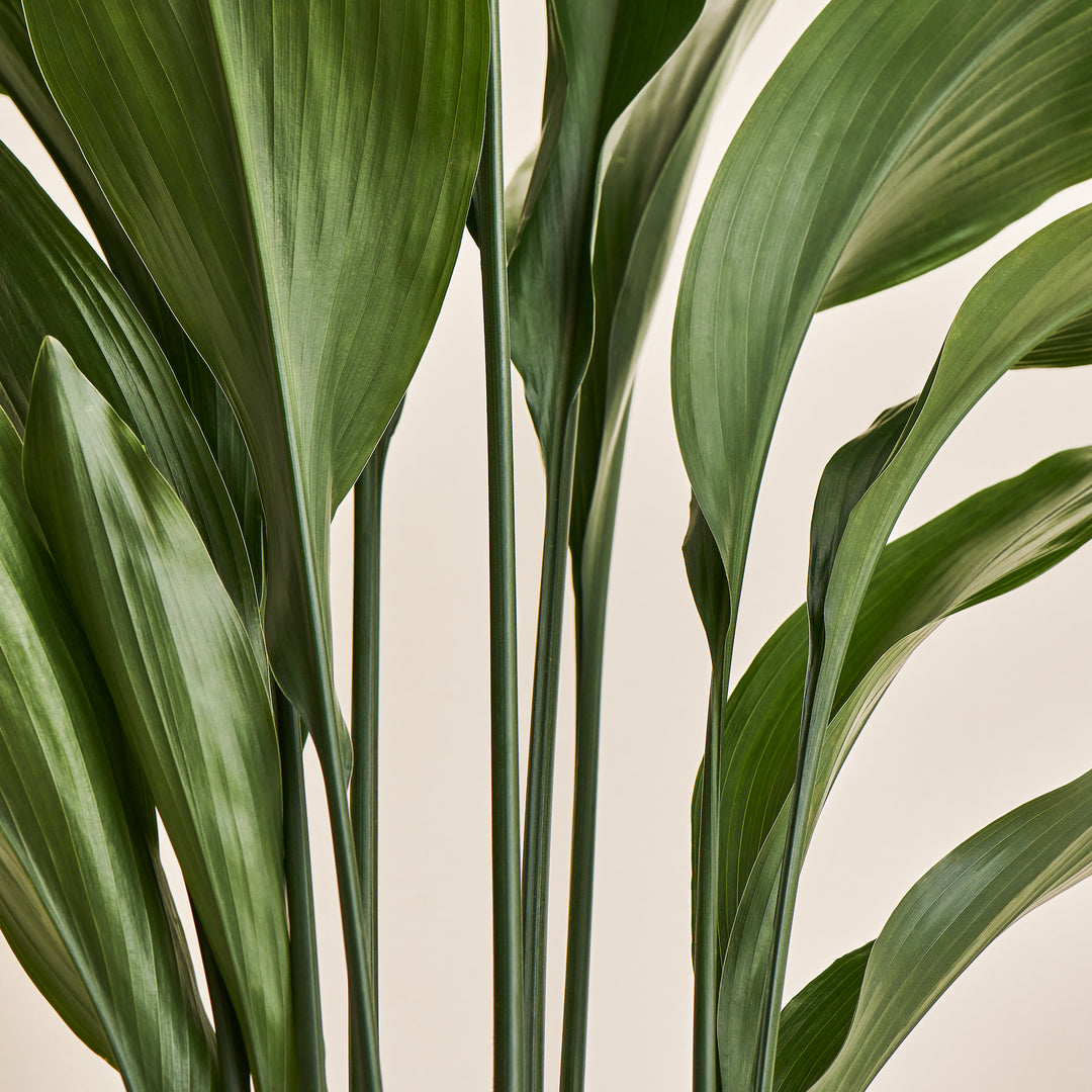 Schusterpalme (Aspidistra Elatior) Nahaufnahme im Detail im Anzuchttopf