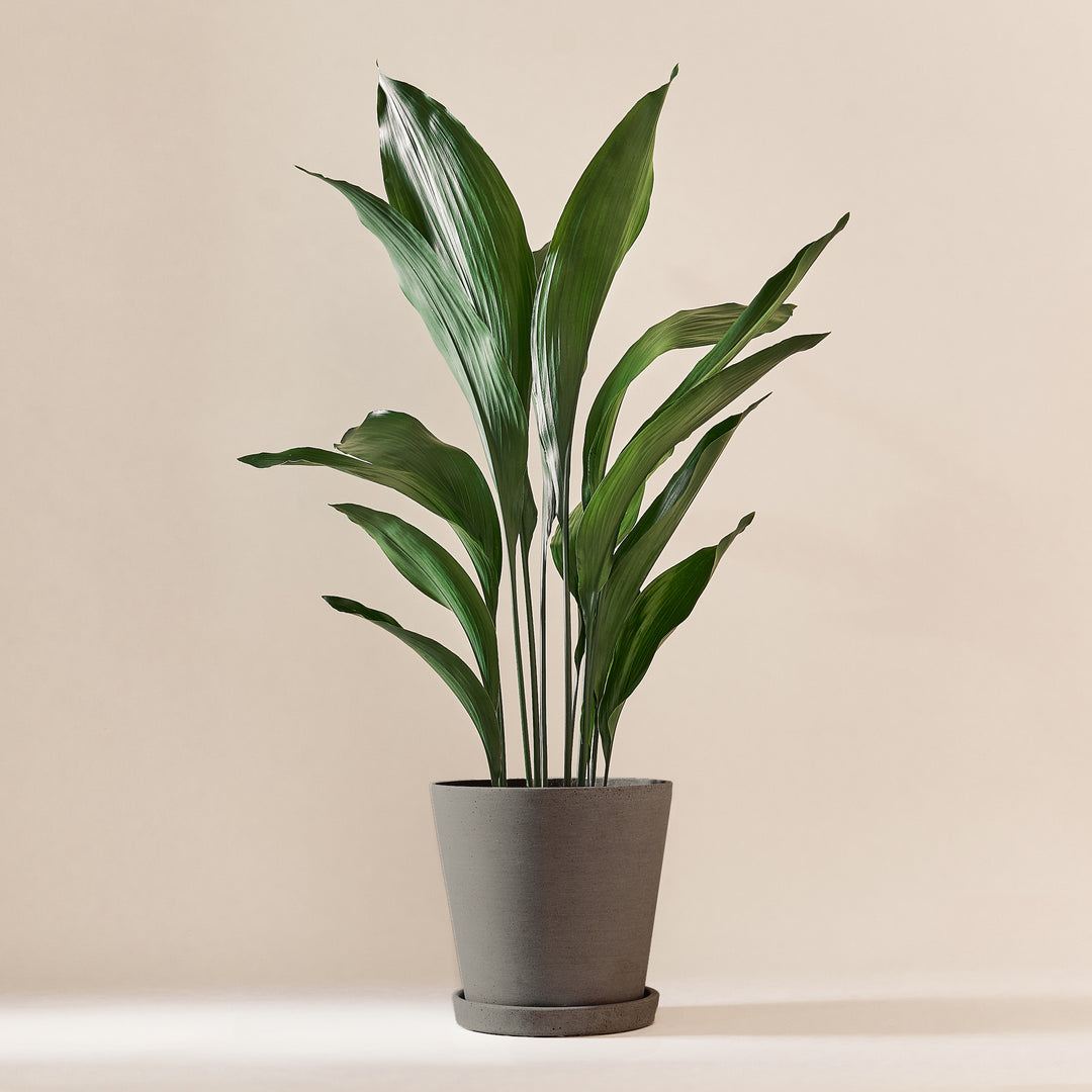 Schusterpalme (Aspidistra Elatior) fertig eingetopft mit Schweizer Bio Erde im HAY Designer Topf