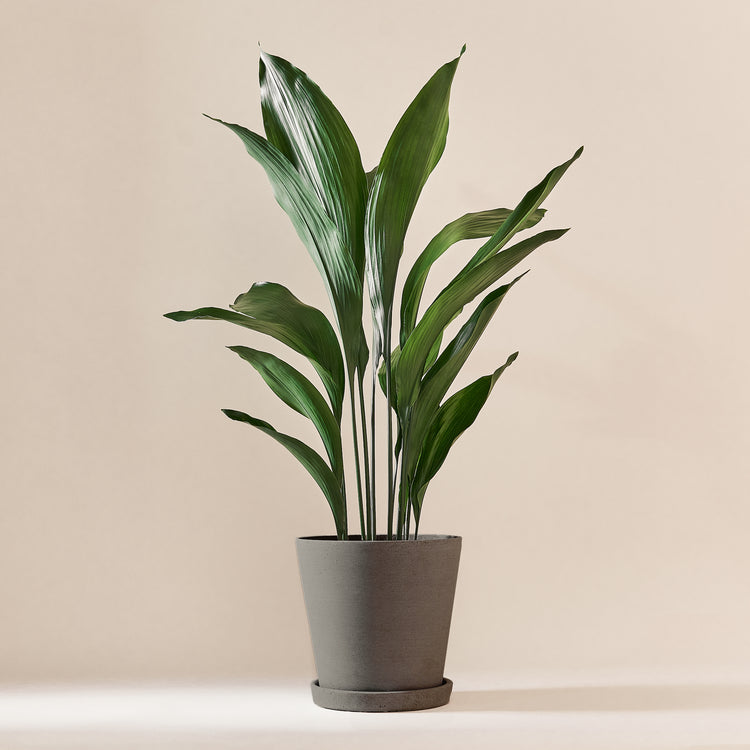 Schusterpalme (Aspidistra Elatior) fertig eingetopft mit Schweizer Bio Erde im HAY Designer Topf