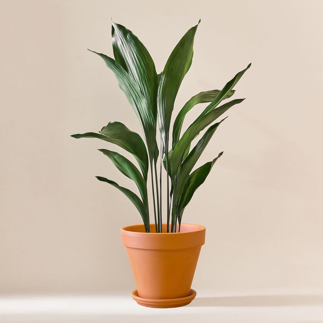 Schusterpalme (Aspidistra Elatior) fertig eingetopft mit Schweizer Bio Erde im Terrakotta Topf