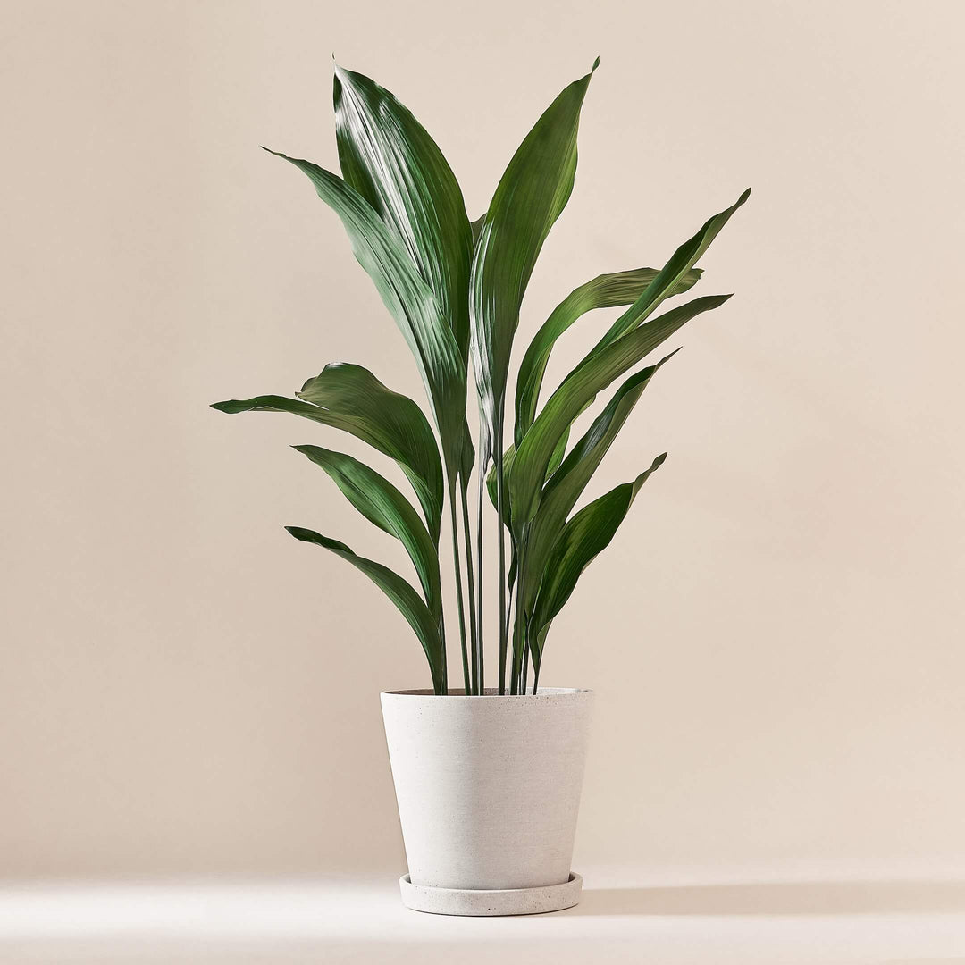 Schusterpalme (Aspidistra Elatior) fertig eingetopft mit Schweizer Bio Erde im HAY Designer Topf